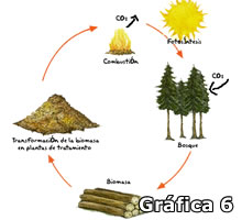 Gráfica 6