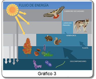 Gráfica 2